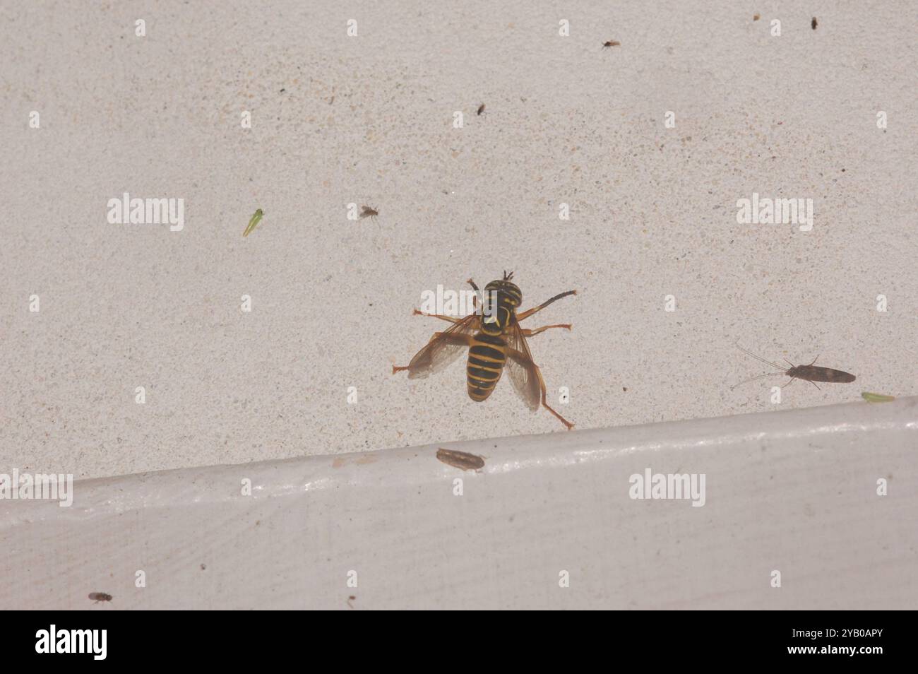 Eastern Hornet Fly (Spilomyia longicornis) Insecta Foto Stock