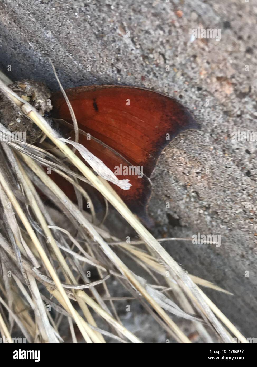 Goatweed Leafwing (Anaea andria) Insecta Foto Stock