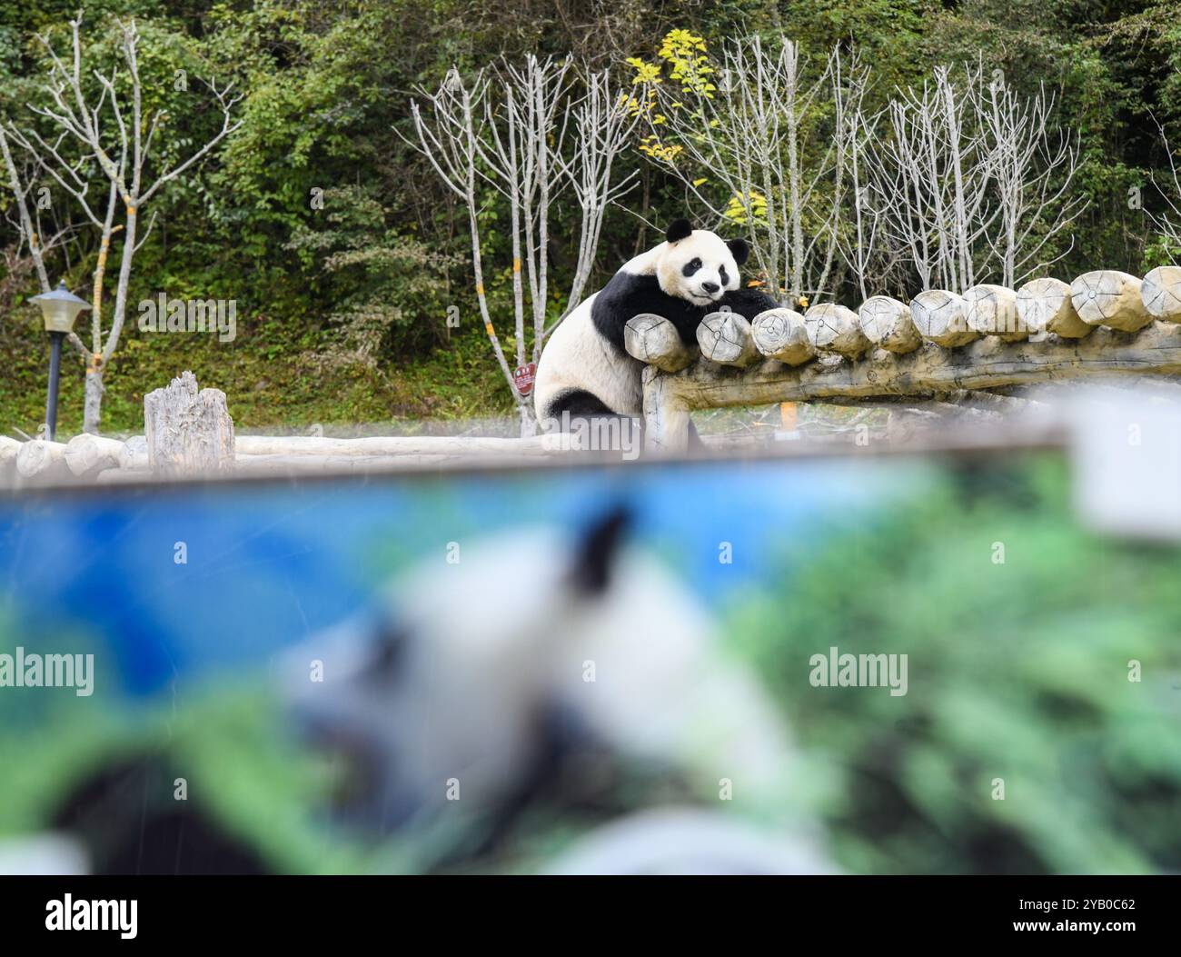 (241016) -- CHENGDU, 16 ottobre 2024 (Xinhua) -- Un panda gigante è visto in un parco di panda nella contea di Jiuzhaigou, nella provincia del Sichuan, nel sud-ovest della Cina, 10 ottobre 2024. La Valle di Jiuzhai, conosciuta anche come Parco Nazionale di Jiuzhaigou, è conosciuta per le sue spettacolari cascate, le lussureggianti foreste, i tranquilli laghi dell'altopiano e le formazioni rocciose carsiche. Situato tra le montagne sul bordo orientale dell'Altopiano Qinghai-Xizang, è una delle destinazioni turistiche più acclamate della Cina. Il lancio di una nuova sezione della ferrovia Sichuan-Qinghai e della prossima superstrada Jiuzhaigou-Mianyang faciliteranno l'accesso ai turisti Foto Stock