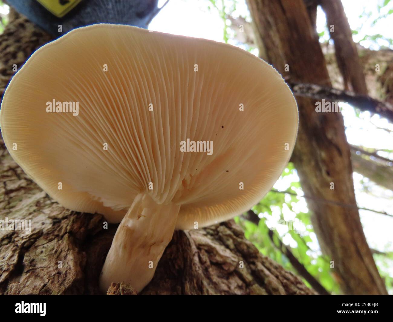 Funghi all'olmo (Hypsizygus ulmarius) Foto Stock