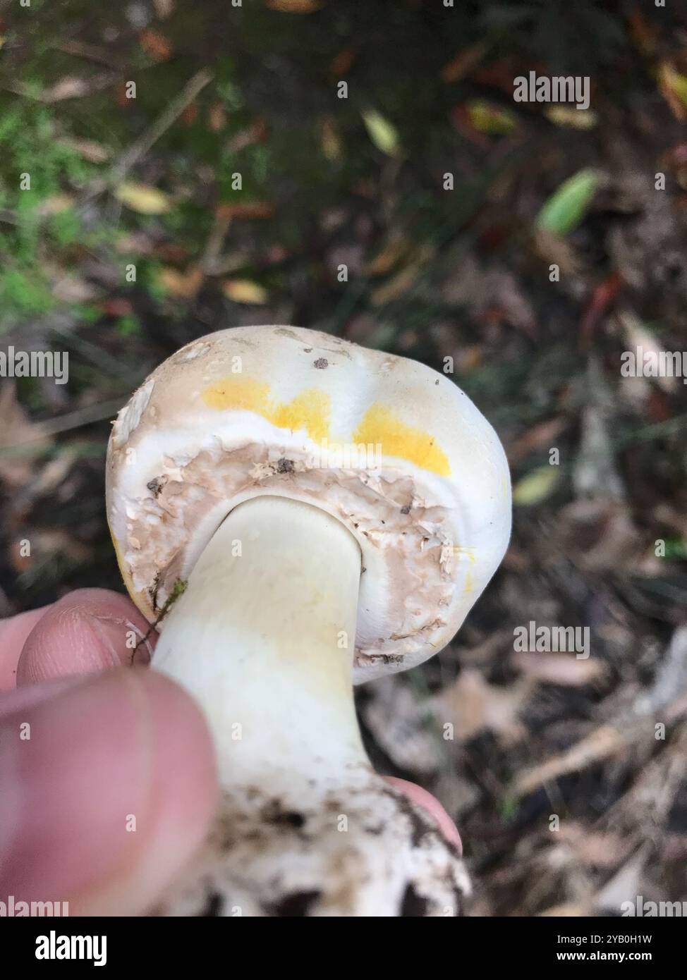 Funghi di colorante giallo (Agaricus xanthodermus) Foto Stock