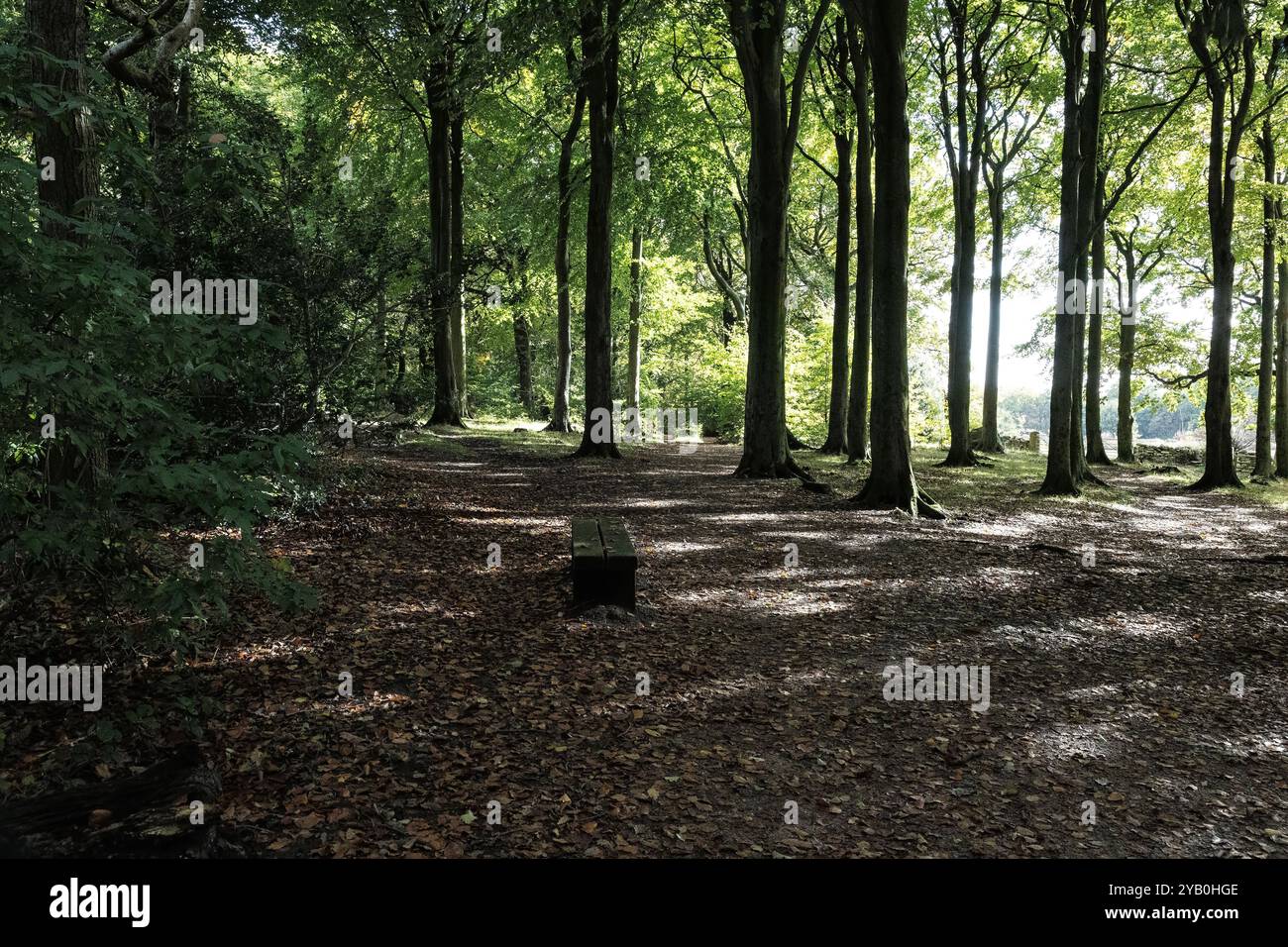 I raggi del sole penetrano negli alti sobborghi di conifere in un fitto ambiente boschivo mentre le foglie autunnali iniziano a cadere Foto Stock