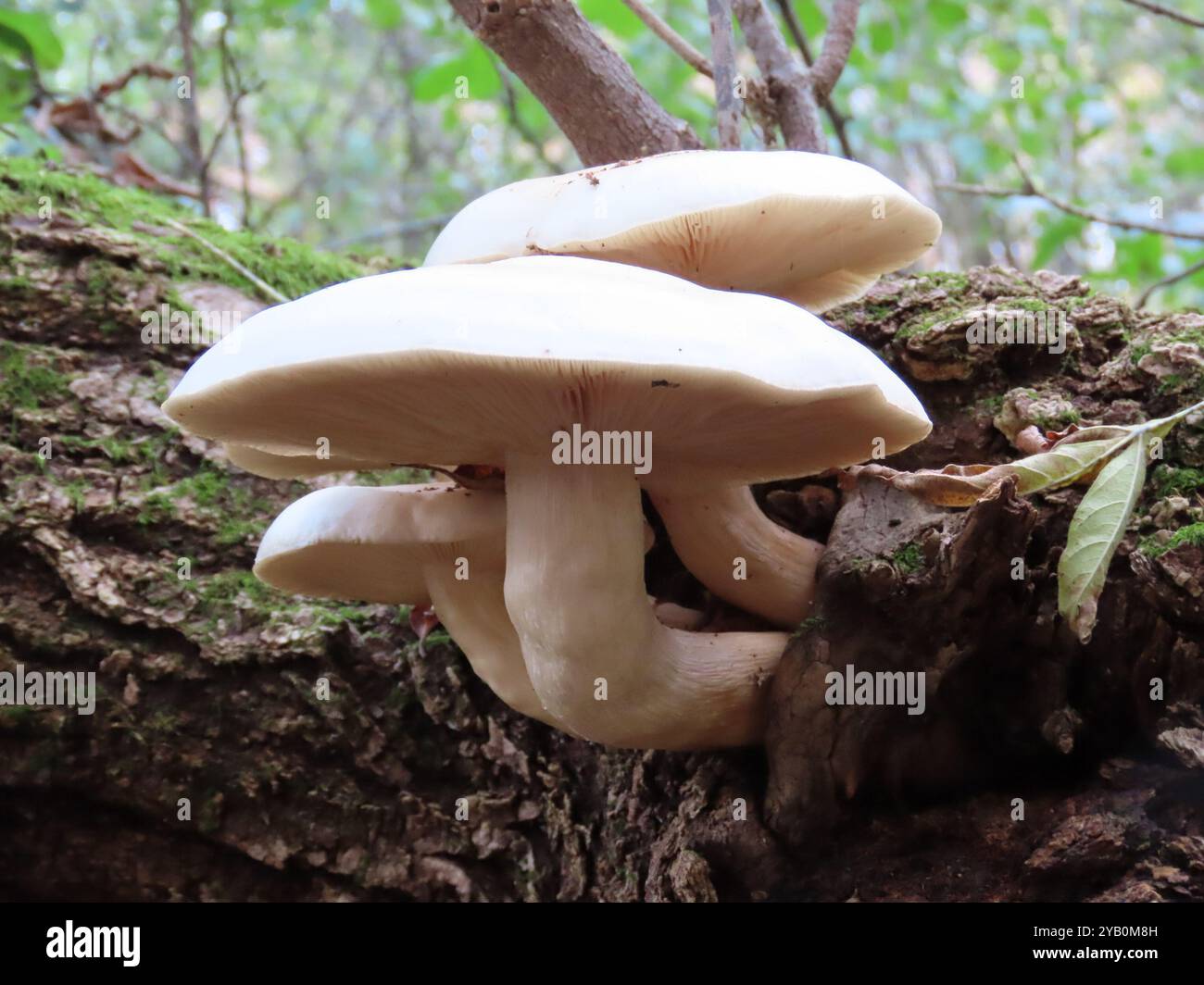 Funghi all'olmo (Hypsizygus ulmarius) Foto Stock