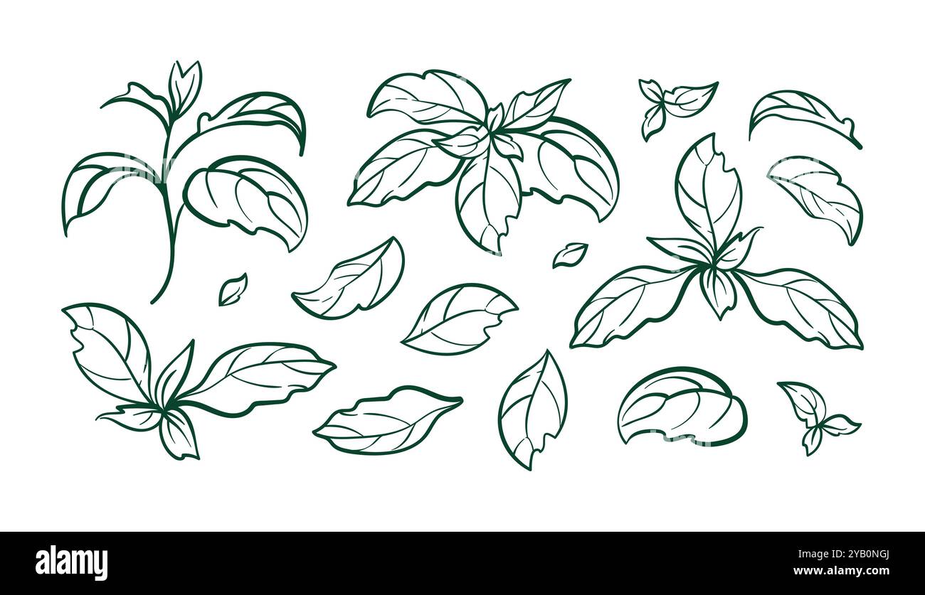 Illustrazione di foglie di basilico, con uno schizzo dettagliato dell'erba. Sono inclusi set botanici e culinari, che mostrano l'arte a linee disegnate a mano Illustrazione Vettoriale