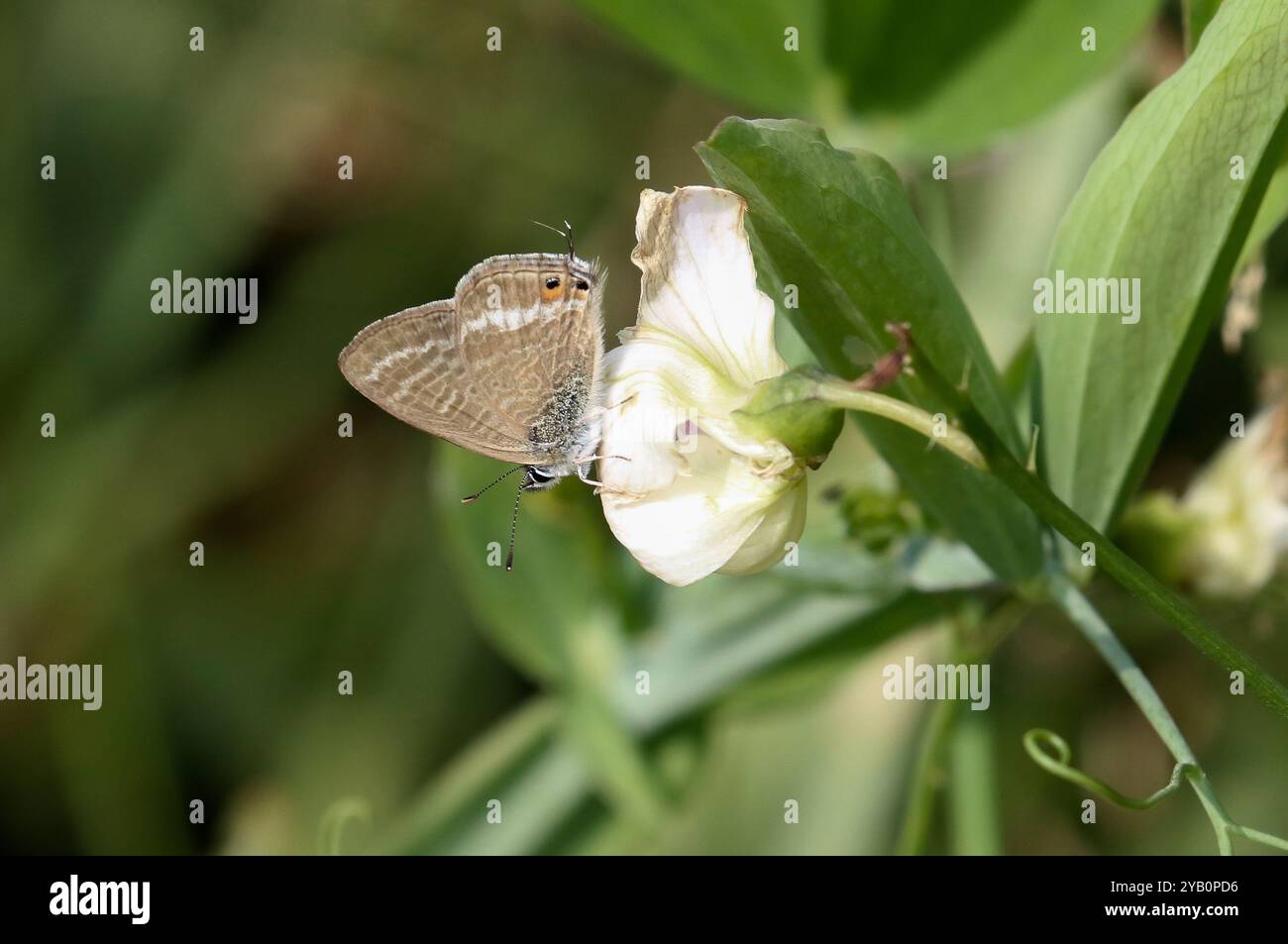 Farfalla Blue a coda lunga o Pea Blue sul fiore di pisello selvatico - Lampides boeticus Foto Stock