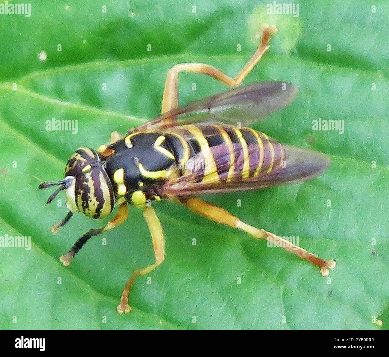 Eastern Hornet Fly (Spilomyia longicornis) Insecta Foto Stock