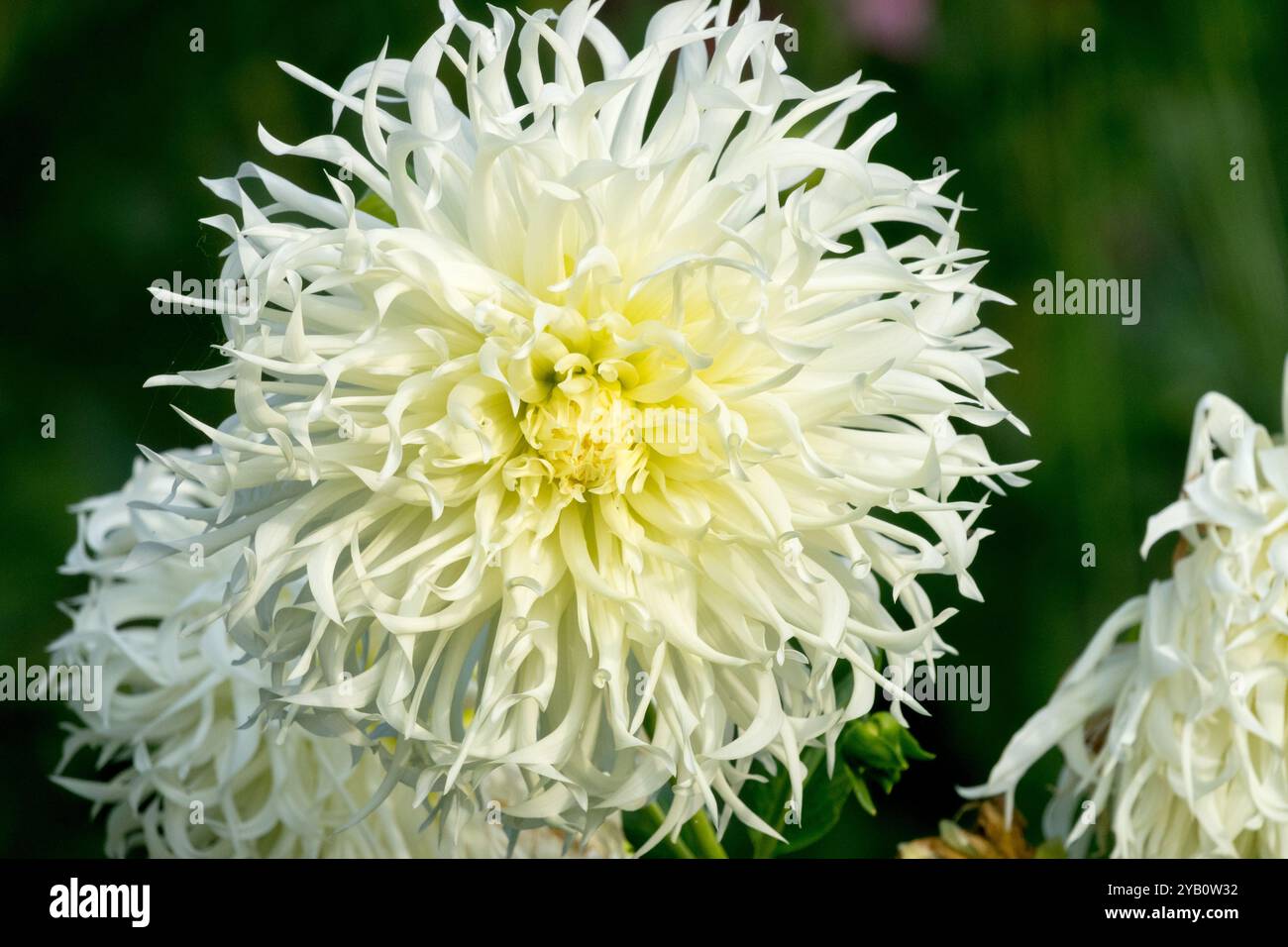 Dahlia 'Tsuki Yori No Shisha' semi Cactus Dahlia White Foto Stock