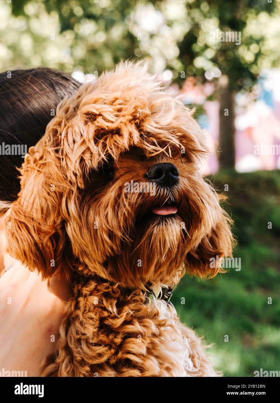 Vista ravvicinata di un morbido cane da zenzero che indossa un collare, tenuto da una persona. Lo sfondo mostra alberi sfocati e vegetazione all'aperto Foto Stock