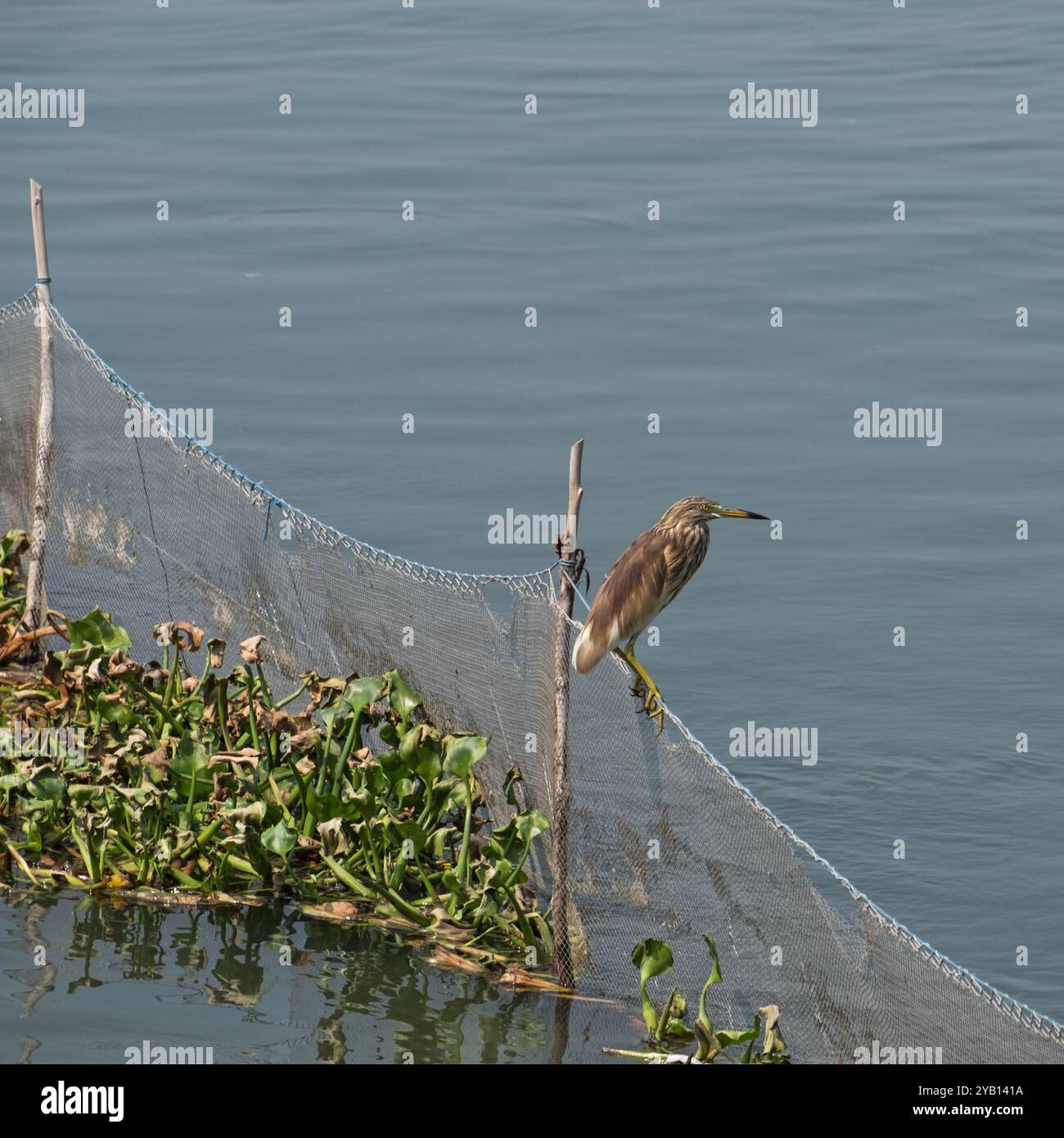 Un indiano stagno Heron ( Ardeola grayii ), noto anche come uccello Paddybird, arroccato sul bordo di acque poco profonde nel Tamil Nadu, India, in attesa della sua preda Foto Stock