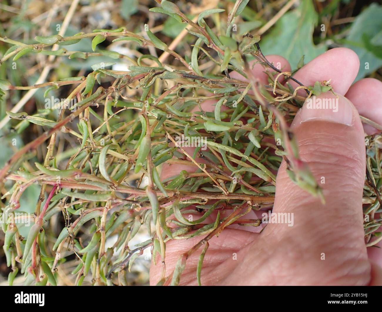 Alghe erbacee (Suaeda maritima) Plantae Foto Stock