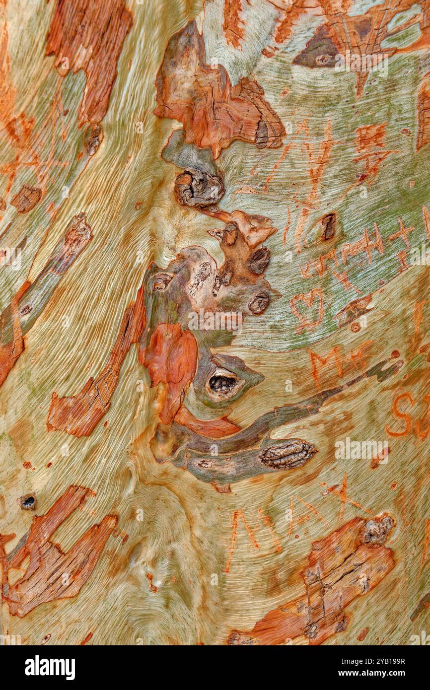 Corteccia di eucalipto dopo il peeling. Foto Stock