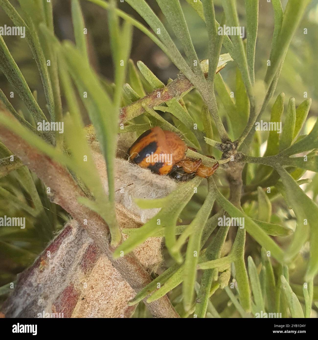 Il caso di Saunder Moth (Metura elongatus) Insecta Foto Stock