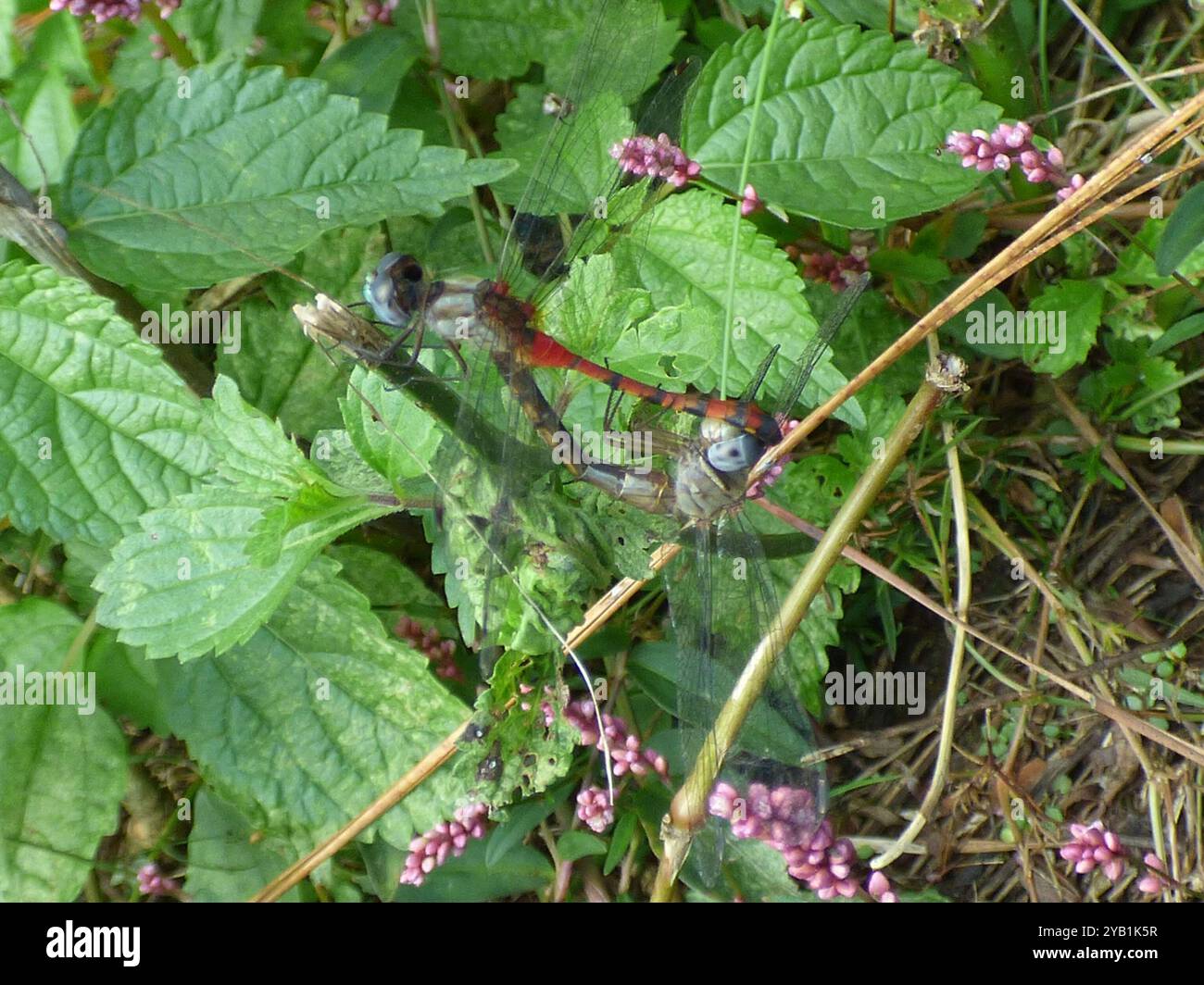 Meadowhawk (Sympetrum ambiguum) Insecta dalla faccia blu Foto Stock