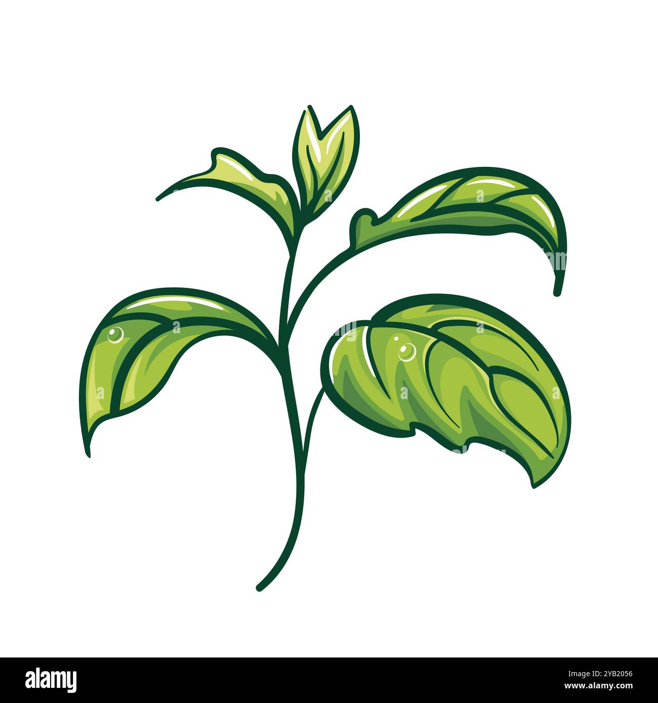 Illustrazione delle foglie di basilico con uno schizzo dettagliato dell'erba. Concetto di stile di vita sano. Impianto verde, rispetto dell'ambiente per logo, adesivo, d Illustrazione Vettoriale
