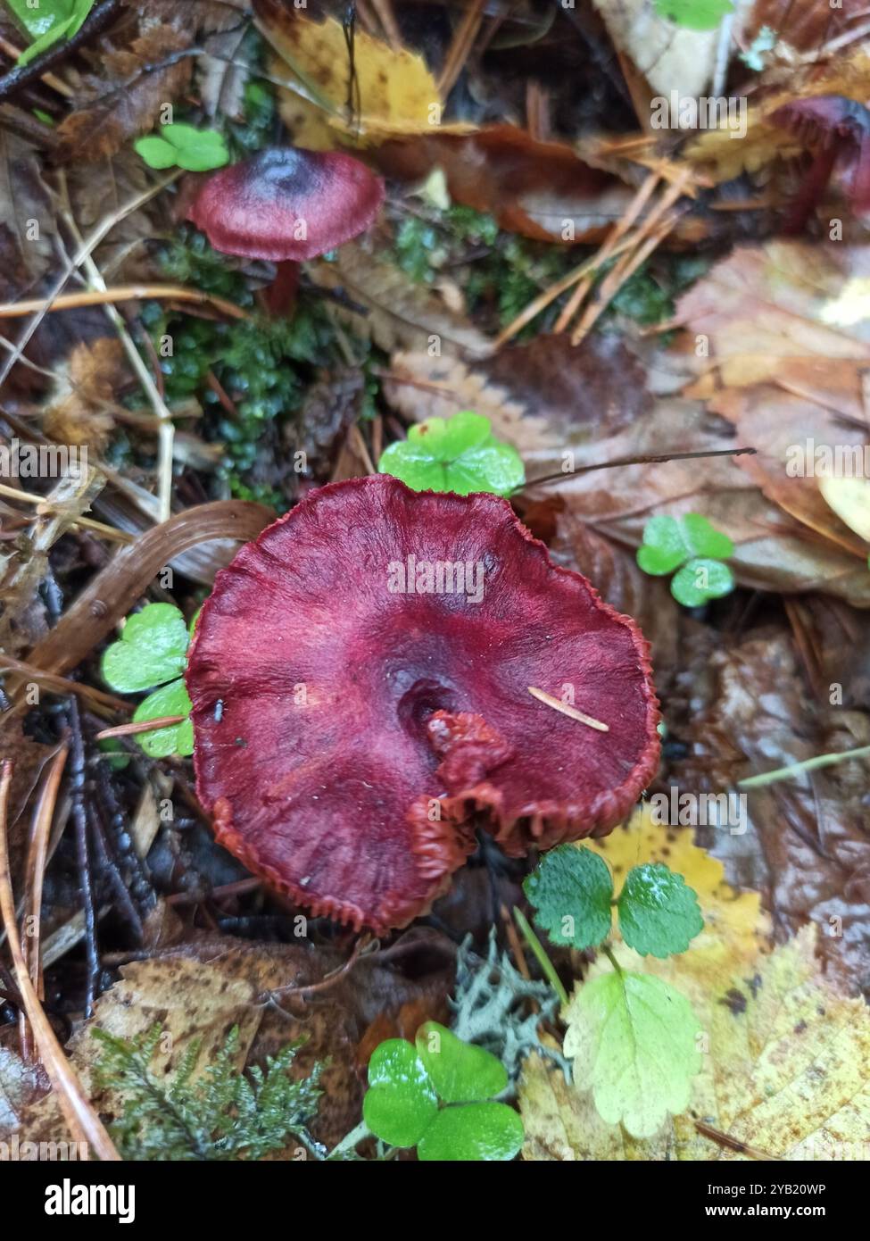 Funghi della webcap (Cortinarius sanguineus) Foto Stock