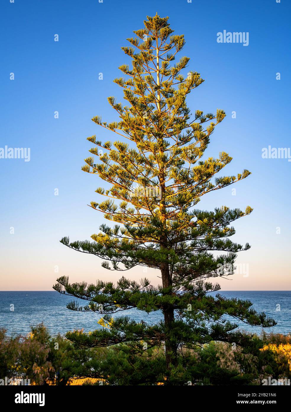 Pino, araucaria albero maturo alla luce del tramonto sulla costa di Kato Stalos, Creta, Grecia. Foto Stock