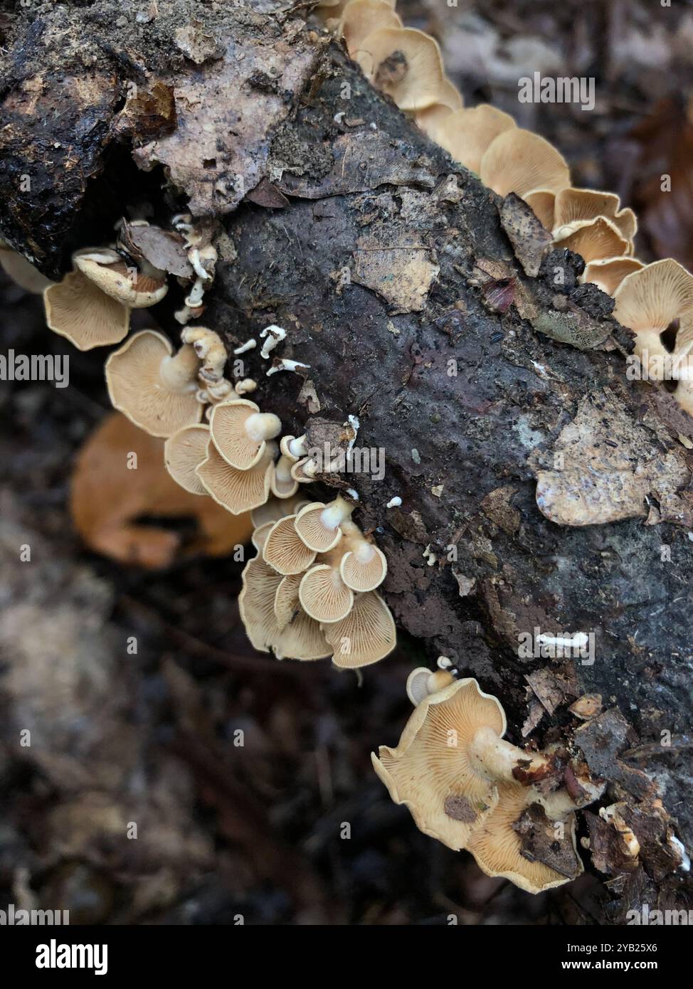 Funghi Panellus (Panellus stipticus) luminescenti Foto Stock