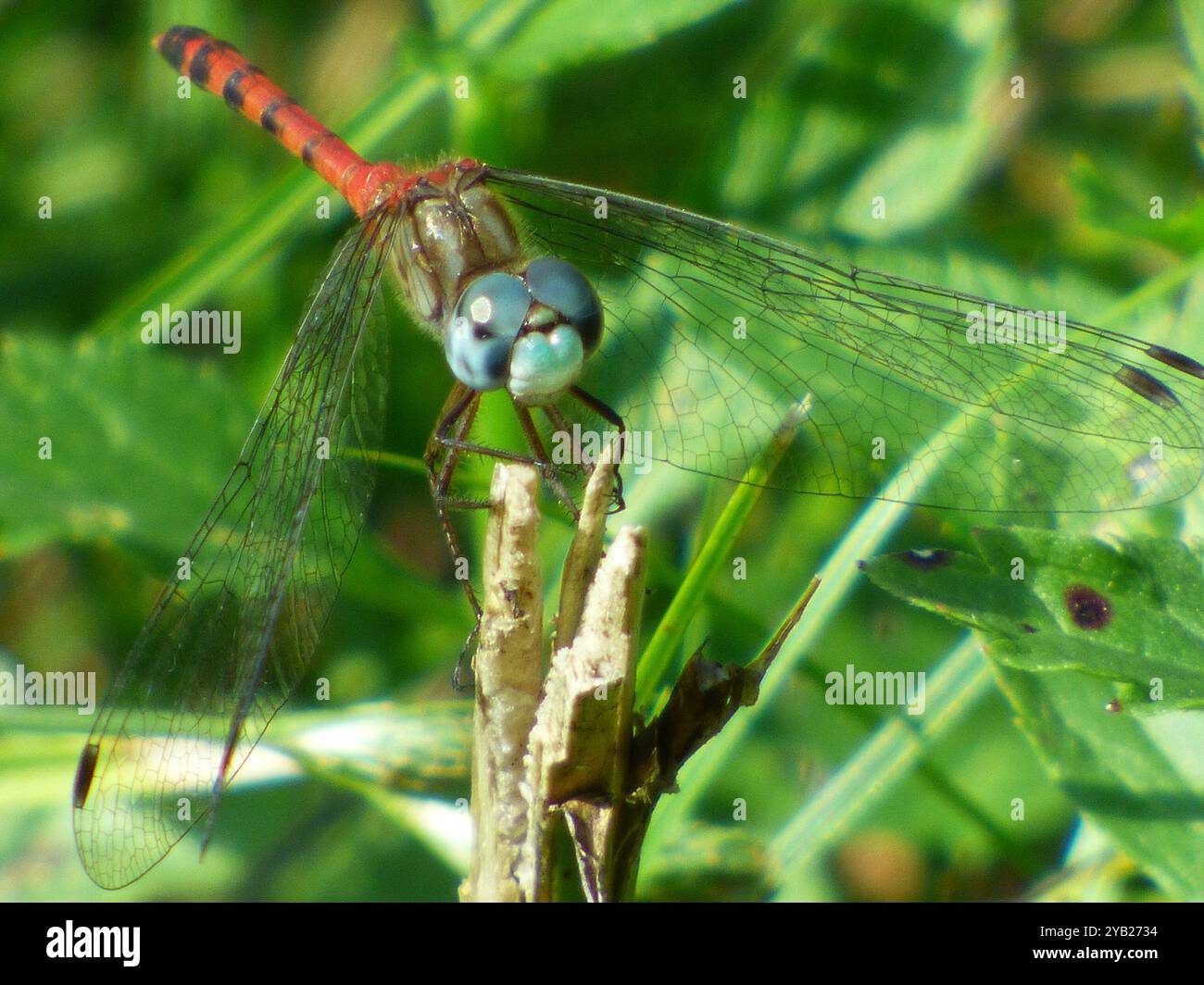 Meadowhawk (Sympetrum ambiguum) Insecta dalla faccia blu Foto Stock