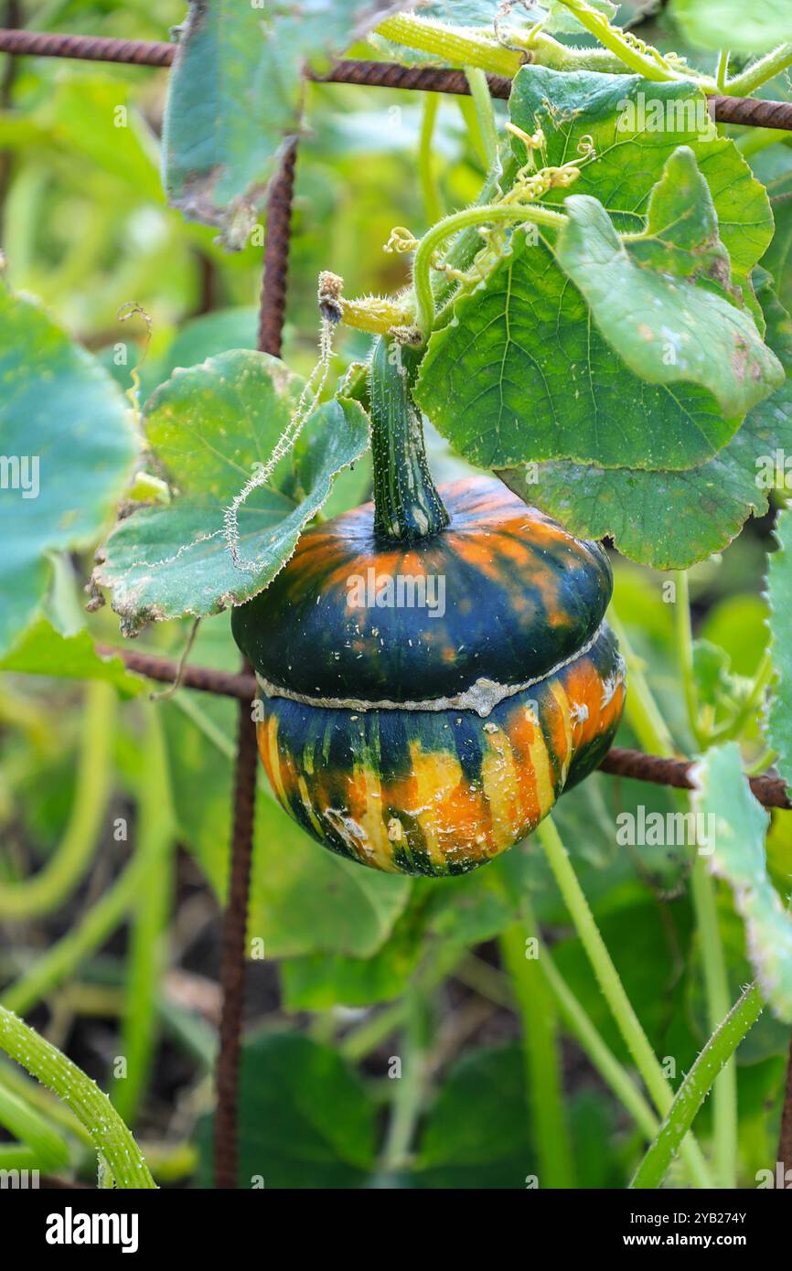 Il turban squash (Cucurbita maxima), noto anche come turban del turco o turban francese, è un tipo di squash utilizzato più spesso come squash invernale, Inghilterra, Regno Unito Foto Stock
