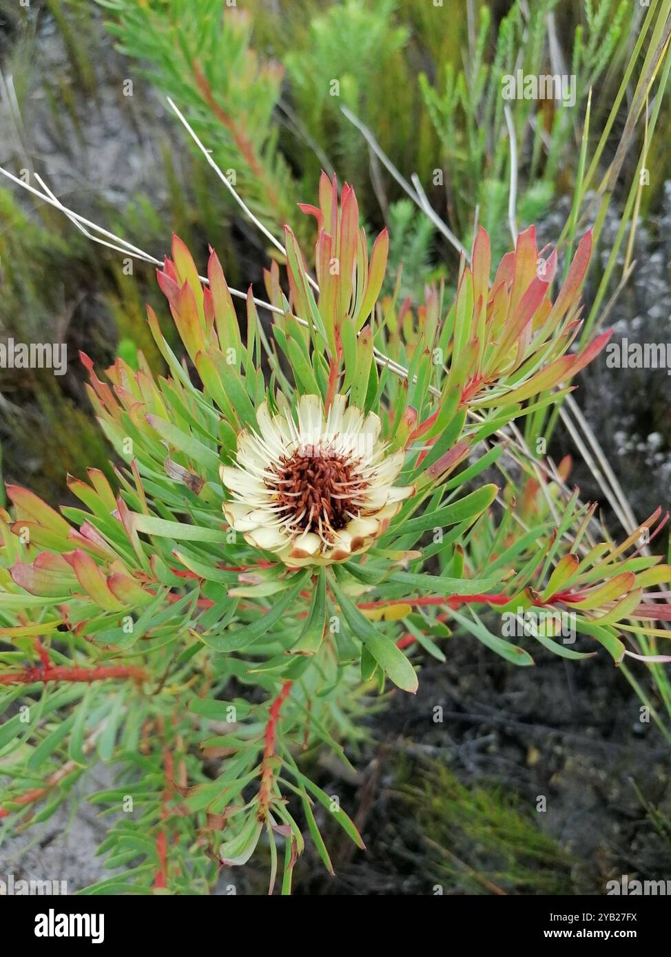 Thistle Sugarbush (Protea scolymocephala) Plantae Foto Stock