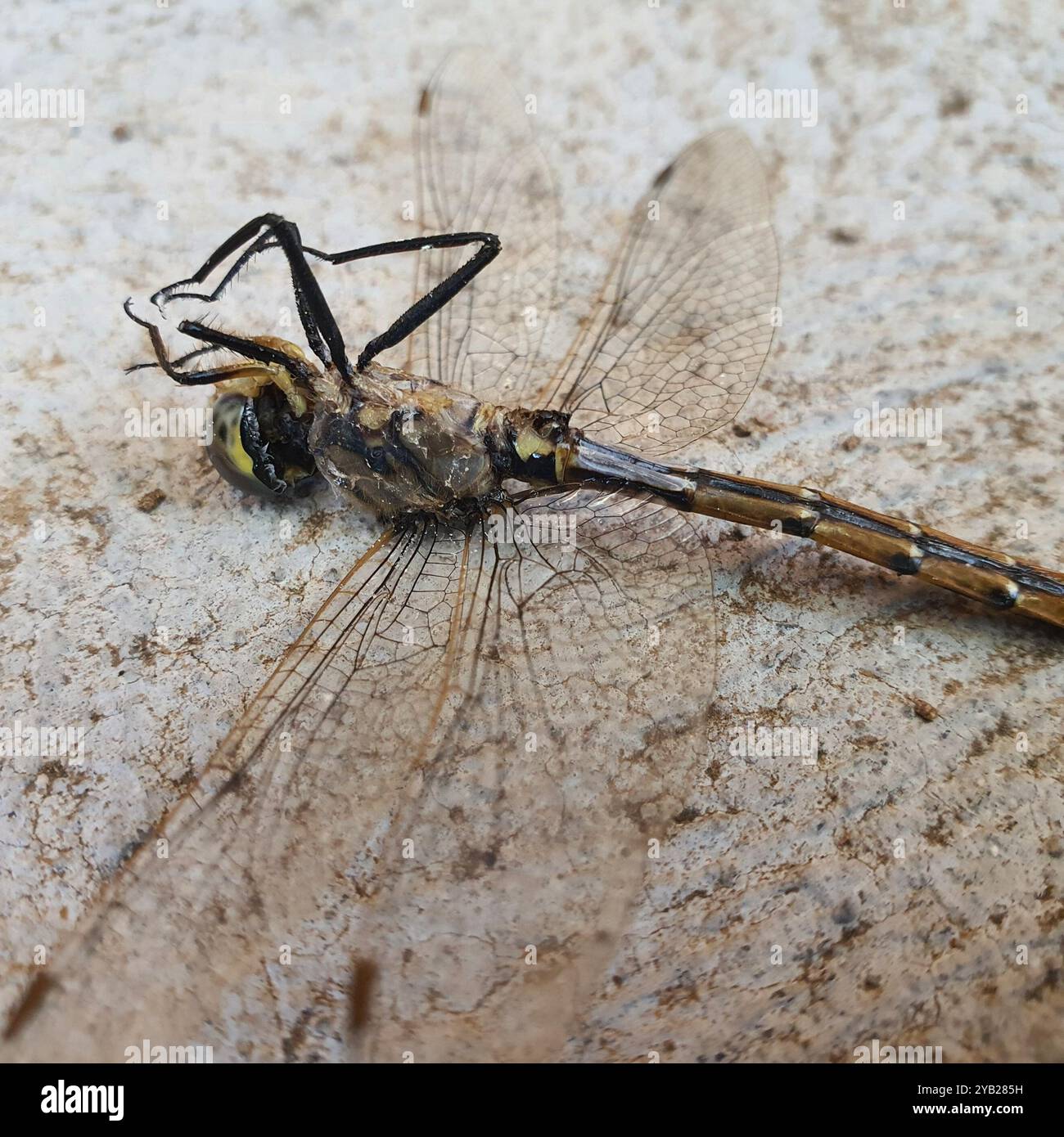 Tau Emerald (Hemicordulia tau) Insecta Foto Stock