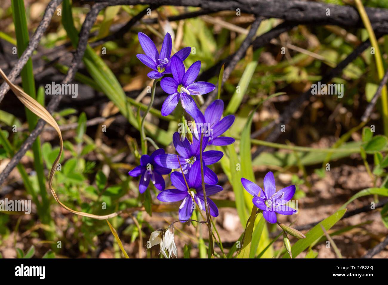Fiori della splendida Geissorhiza aspera in habitat naturale, vista frontale Foto Stock