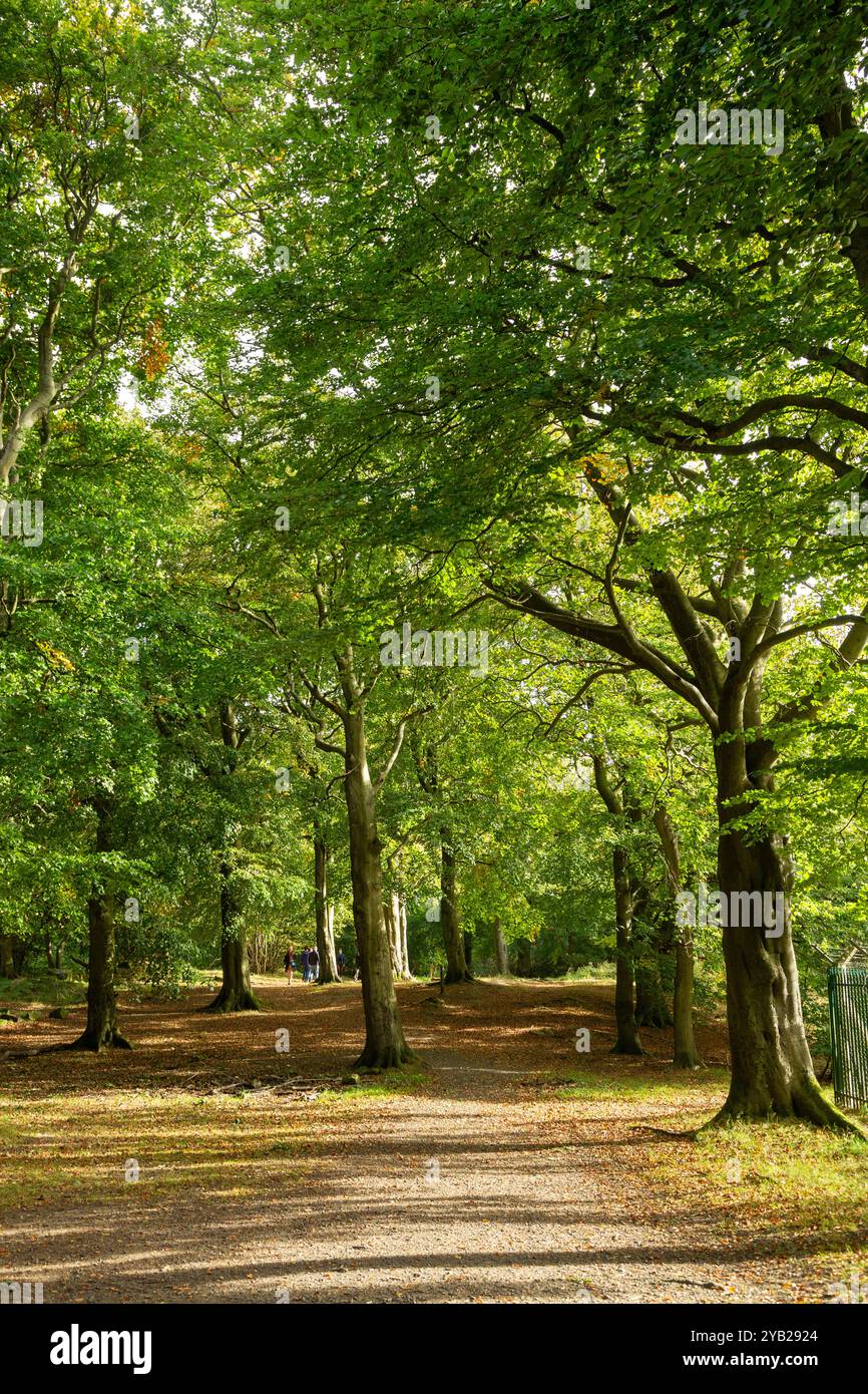 Faggi nei boschi di Corstorphine su Corstorphine Hill, Edimburgo, Scozia Foto Stock