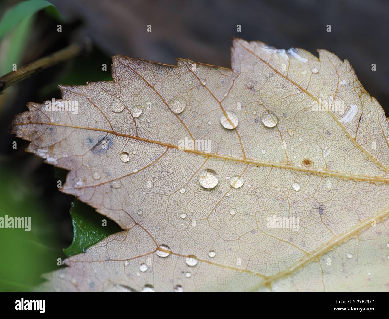 Primo piano di un'immagine macro di una latifoglie vellutata adornata da goccioline d'acqua, che mette in risalto i suoi motivi intricati e i toni terrosi Foto Stock