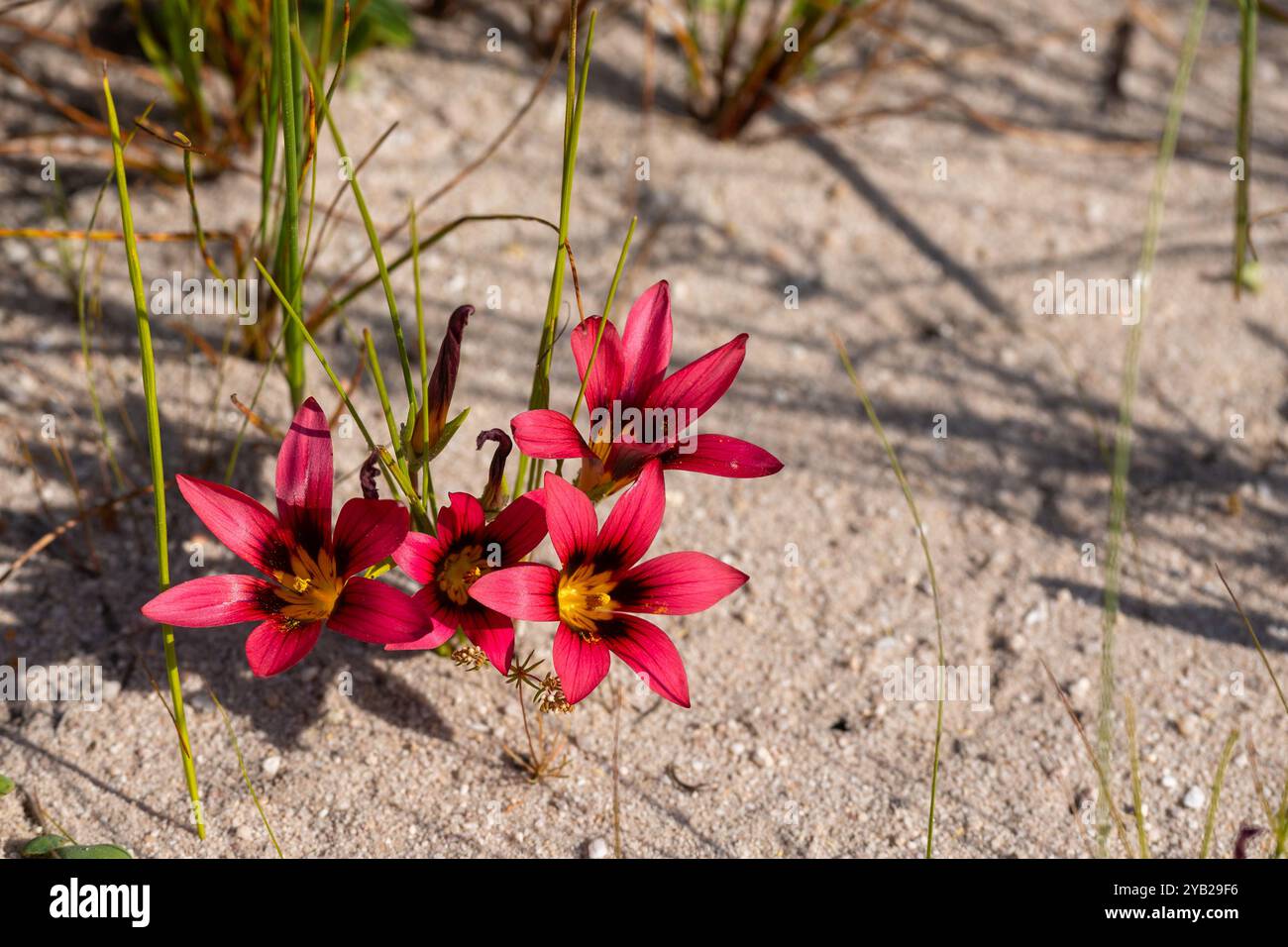 Romulea sp. Visto in un habitat naturale vicino a Piketberg, nel capo Occidentale del Sud Africa Foto Stock