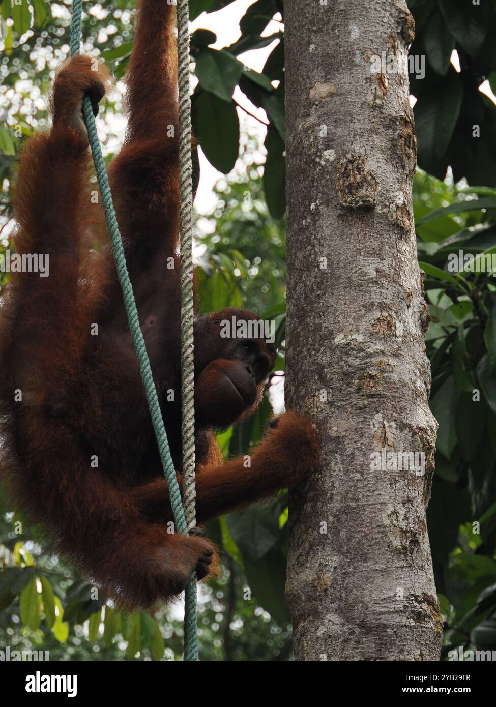 Orangutan che sale su una corda in mezzo a una vegetazione lussureggiante, mostrando la sua forza e lo stile di vita arboreo Foto Stock