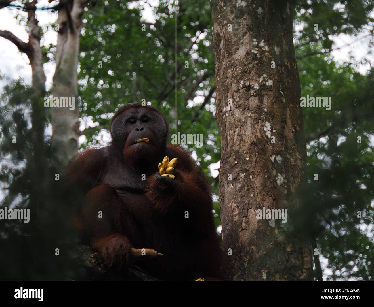 Orangutan gusta uno spuntino nel suo habitat naturale boschivo, evidenziando il suo comportamento calmo e la connessione con l'ambiente Foto Stock