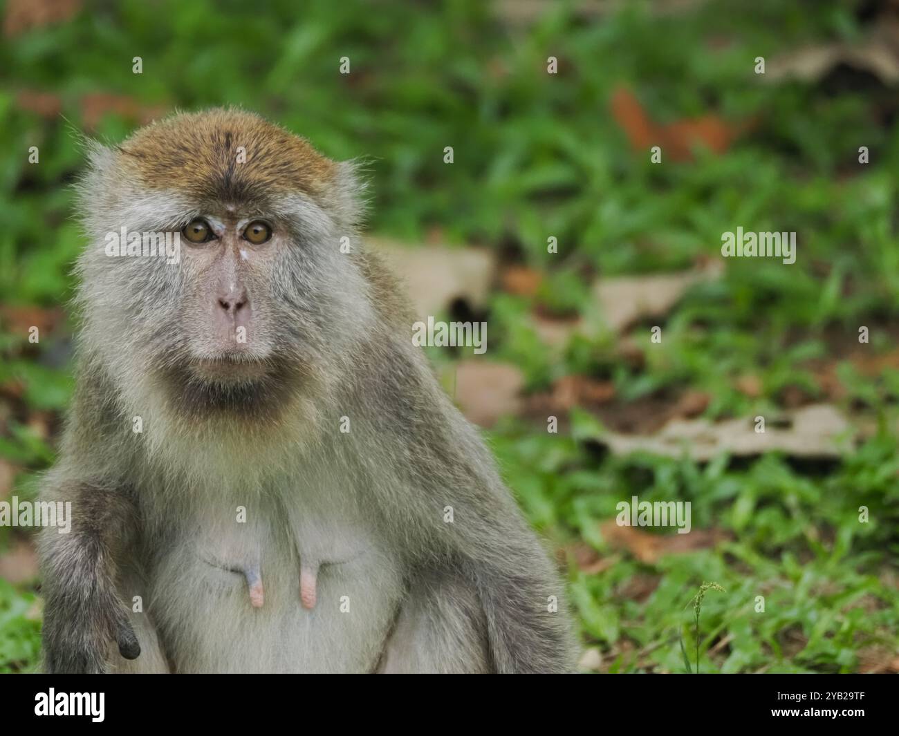 Primo piano di un macaco in un ambiente erboso, catturandone il volto espressivo e lo sguardo curioso Foto Stock