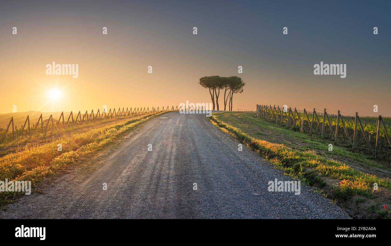 Percorso della via francigena. Pini e vigneti al tramonto. Torrenieri, Montalcino, provincia di Siena, regione Toscana. Italia, Europa Foto Stock