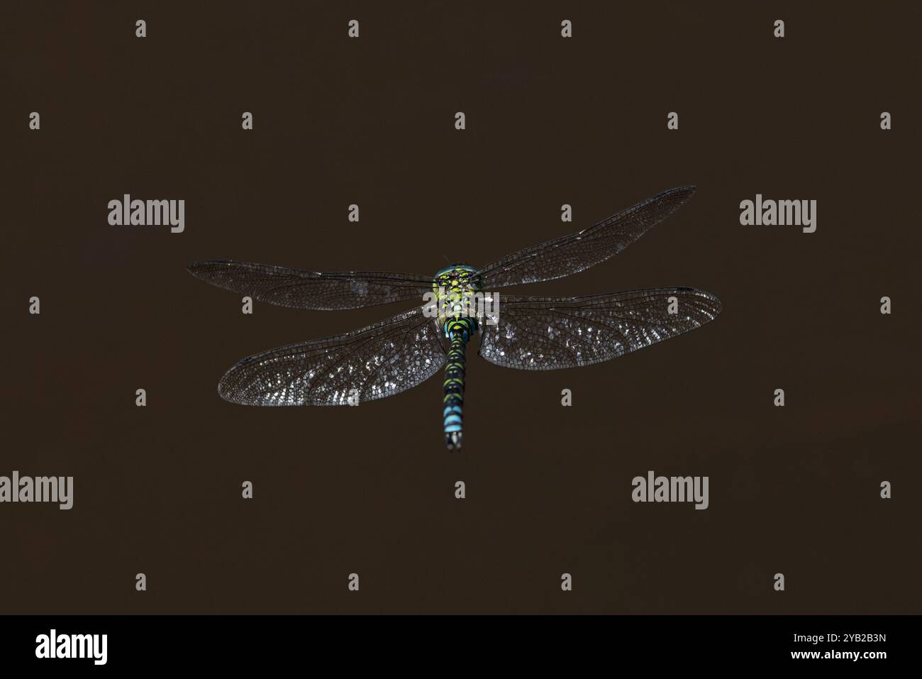 Blue (Southern) Hawker (Aeshna cyanea) Dragonfly Svizzera agosto 2024 Foto Stock
