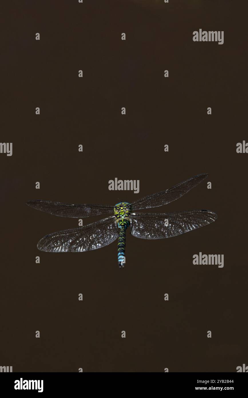 Blue (Southern) Hawker (Aeshna cyanea) Dragonfly Svizzera agosto 2024 Foto Stock