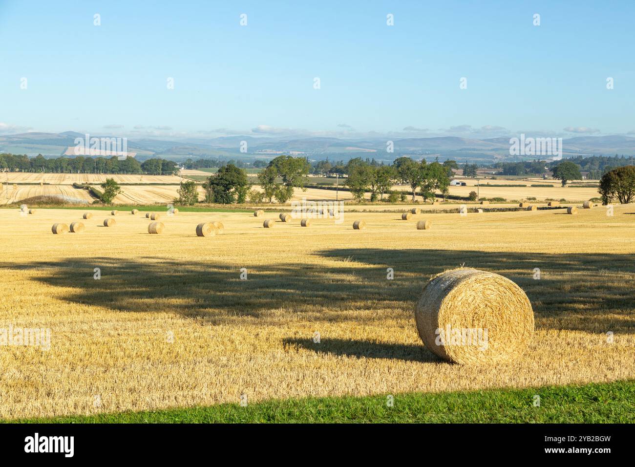 Balle di fieno sparse in tutto il campo dopo la raccolta nei pressi di Newtyle, Angus, Scozia Foto Stock