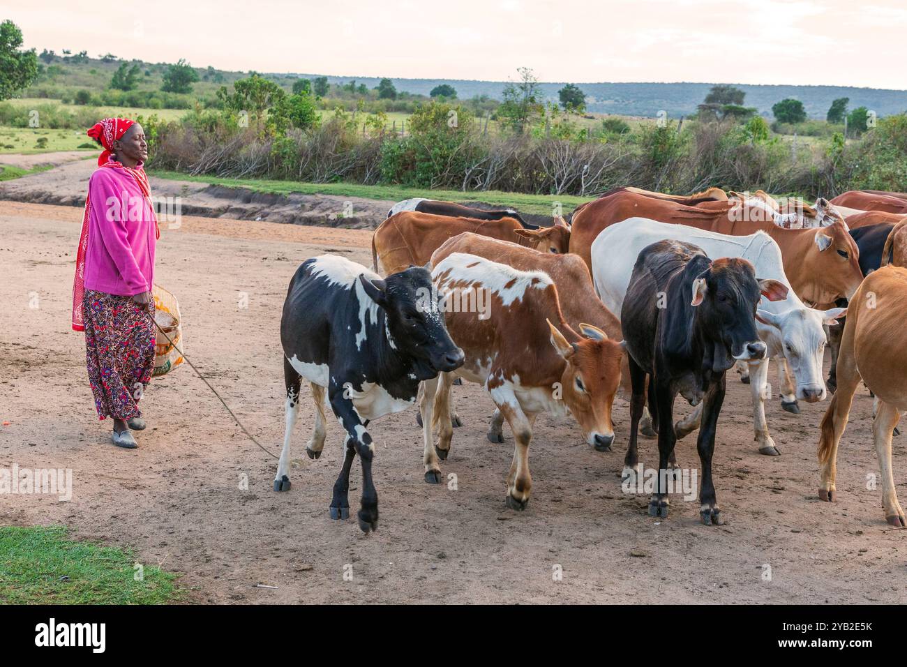 Donna Masai che rispedisce il suo bestiame al complesso, Masai Mara, Kenya, Africa Foto Stock