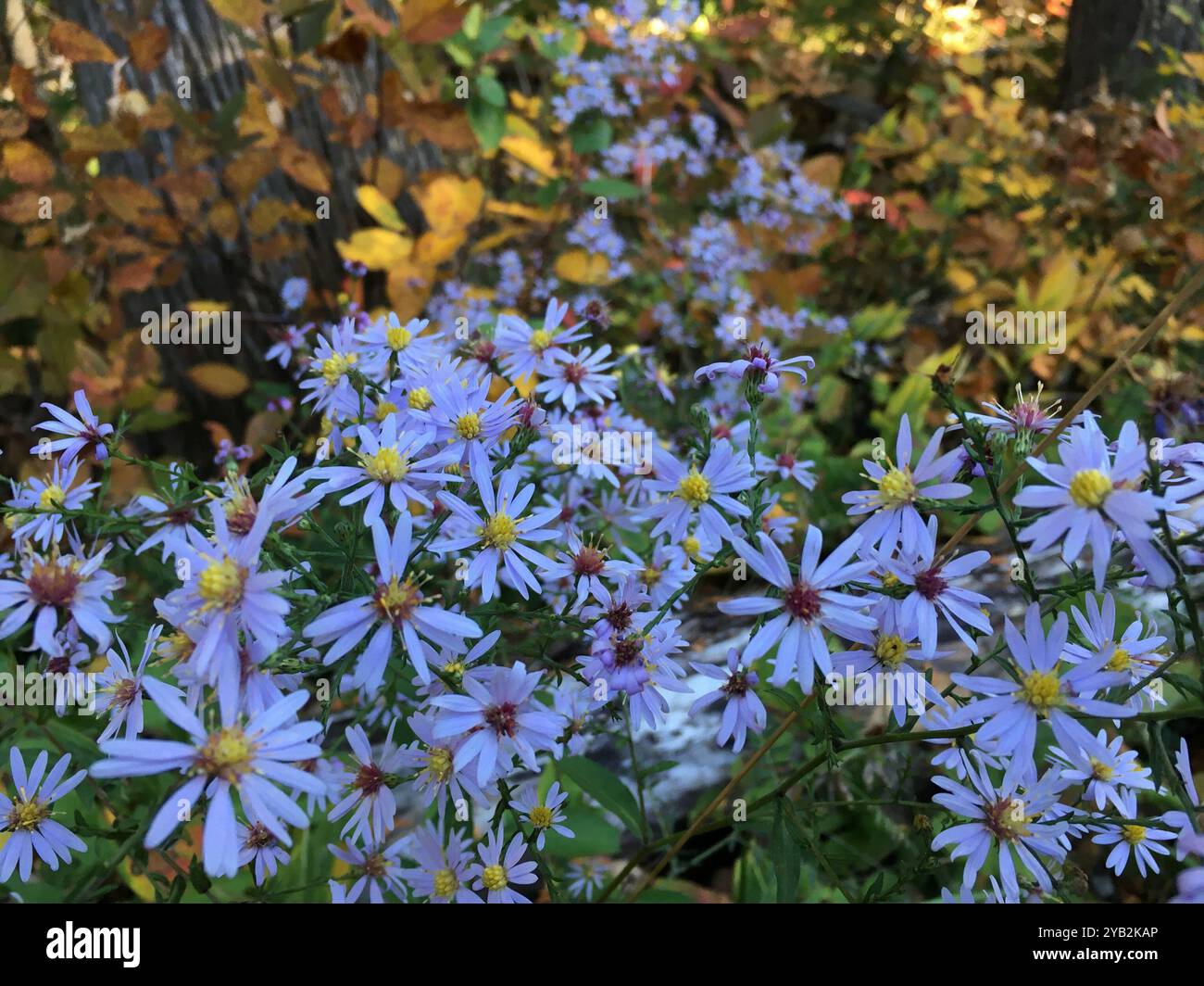 Aster (Symphyotrichum ciliolatum) Plantae di Lindley Foto Stock