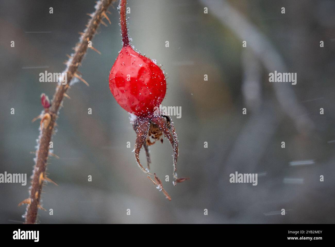Primo piano di rosa rossa fianchi, spesso chiamato il frutto della rosa, durante una tempesta di neve di dicembre. Foto Stock