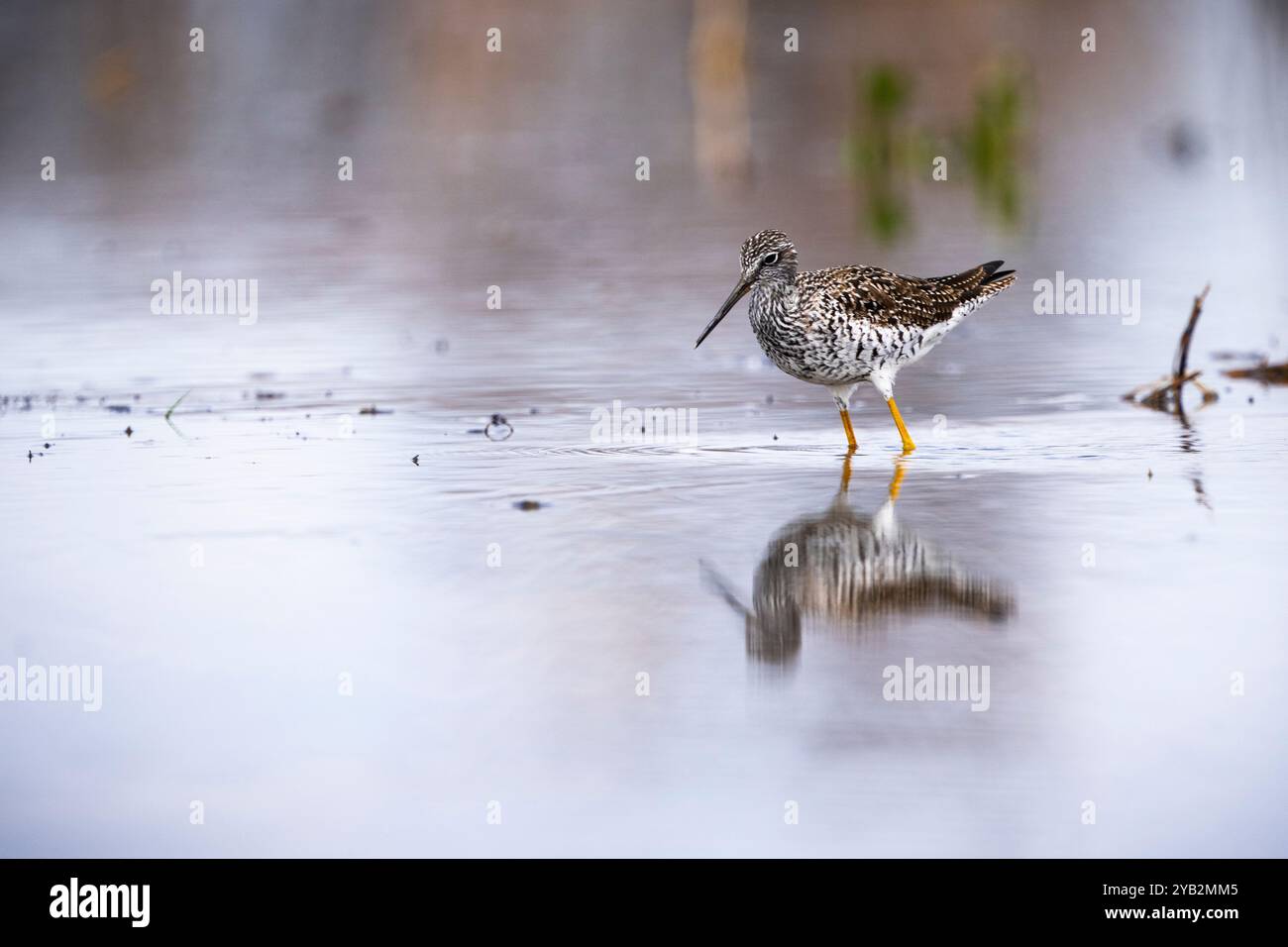 Greater Yellowlegs alla ricerca di cibo sulla riva del fiume St. Lawrence. Foto Stock