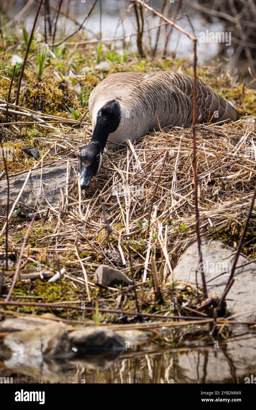 Una femmina di Canada Goose sta tenendo un basso profilo mentre incubano le sue uova lungo il fiume St. Lawrence. Foto Stock