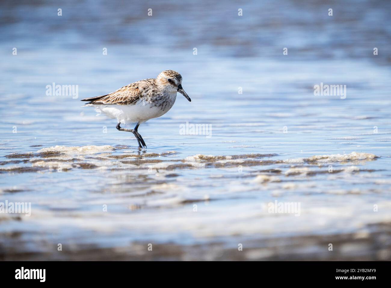 Semipalmated Sandpiper è alla ricerca di cibo sulla riva del fiume St. Lawrence. Foto Stock