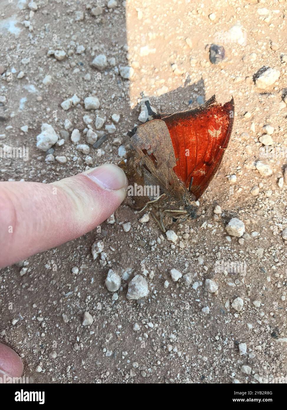 Goatweed Leafwing (Anaea andria) Insecta Foto Stock