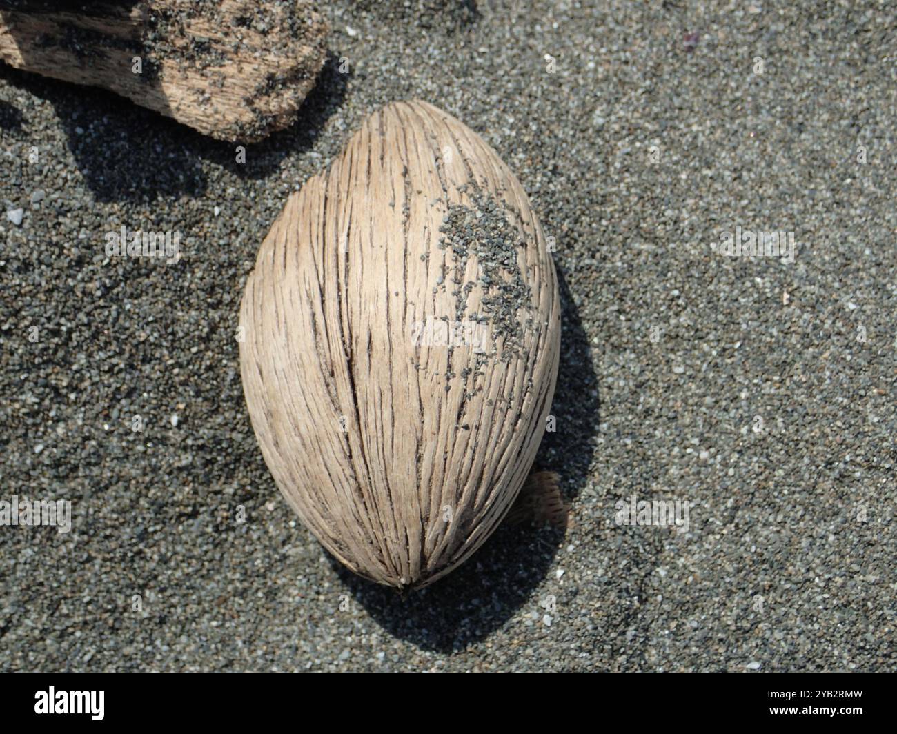 Plantae di legno di Milkwood grigio (Cerbera manghas) Foto Stock