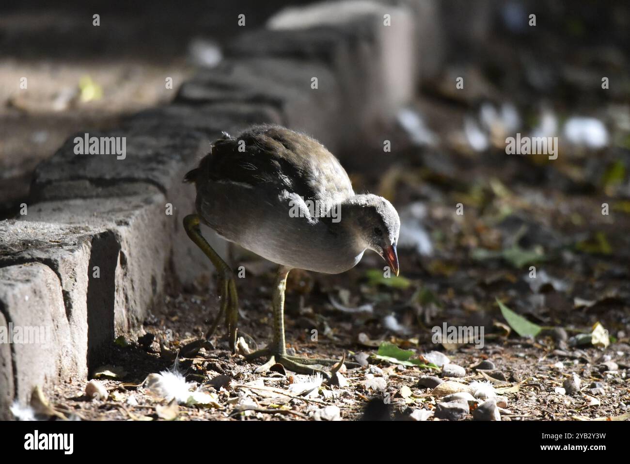 Moorhen comune giovanile (Gallinula chloropus) camminando verso la macchina fotografica, a sinistra dell'immagine, in autunno Sole con occhi illuminati, girato in Inghilterra, Regno Unito in autunno Foto Stock