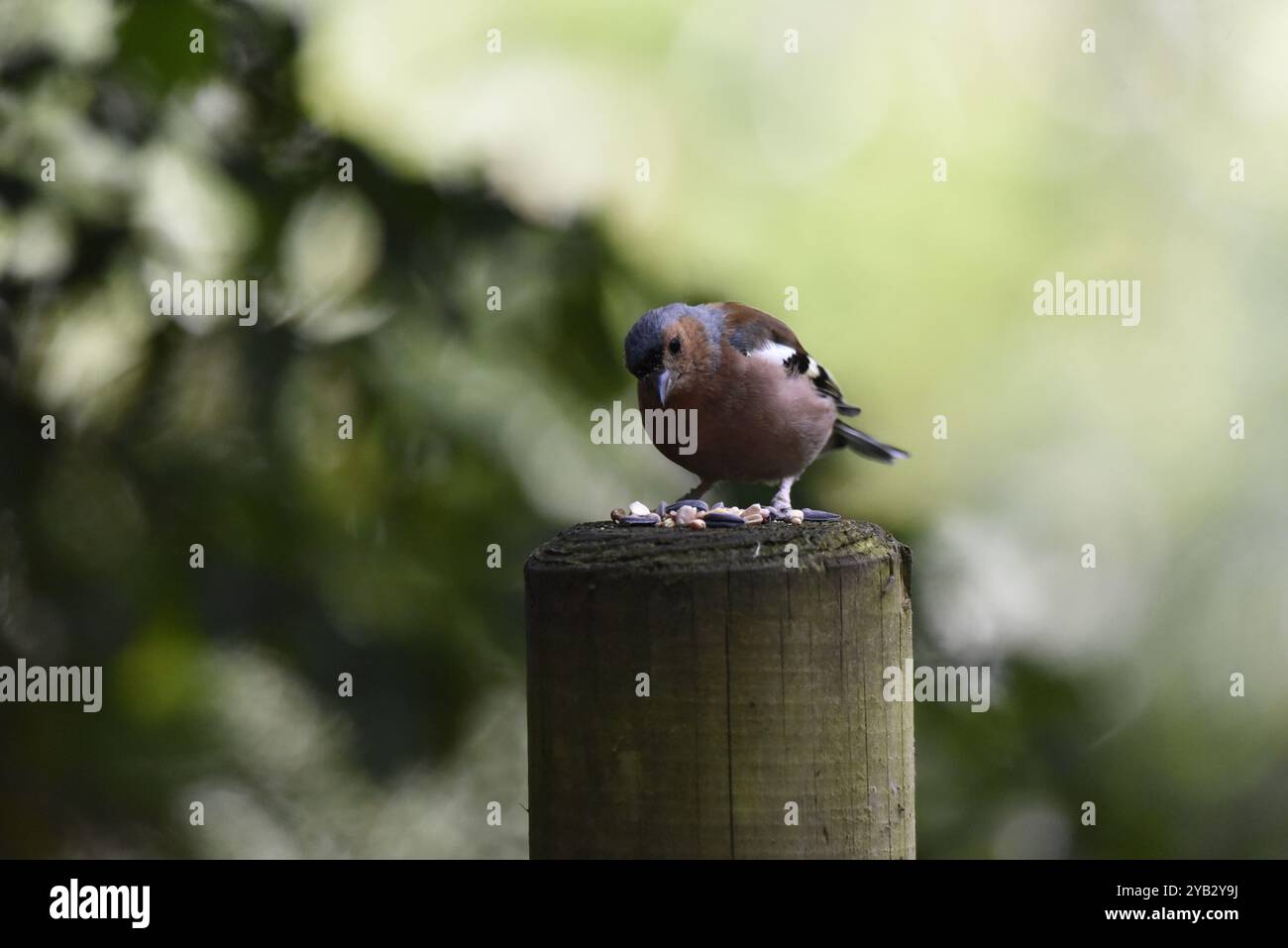 Maschio Common Chaffinch (Fringilla coelebs) arroccato sulla sommità del palo in legno, testa inclinata verso la fotocamera, ripresa nel Regno Unito, all'inizio dell'autunno Foto Stock