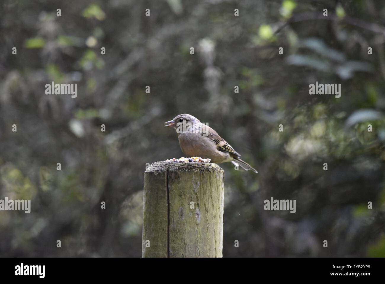 Immagine a sinistra di un calzino comune femminile (Fringilla coelebs) arroccato sulla sommità di un tronco di legno con becco aperto, scattato in un parco nel Regno Unito, in autunno Foto Stock