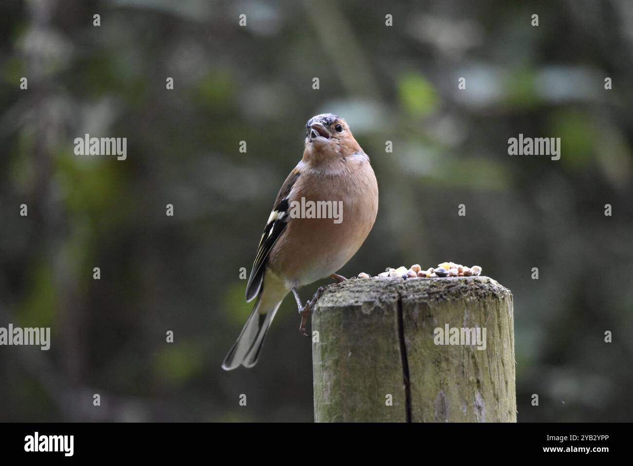 Maschio Common Chaffinch (Fringilla coelebs) guardando al passato fotocamera, arroccato sulla parte superiore di un palo di legno con seme sulla parte superiore, chiamata con Beak Open, ripresa nel Regno Unito Foto Stock