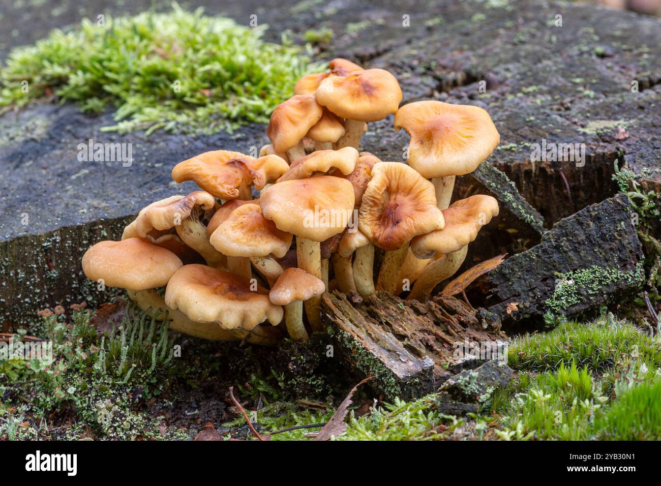 Funghi di ciuffo di zolfo (Hypholoma fasciculare) sul ceppo d'albero durante l'autunno, Inghilterra, Regno Unito Foto Stock