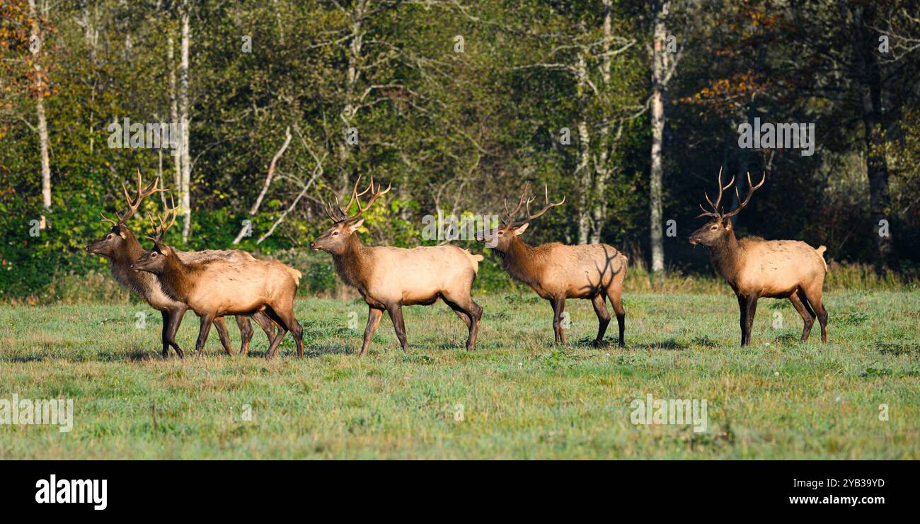 Fila di alci selvaggi con palchi in caduta nel prato Foto Stock